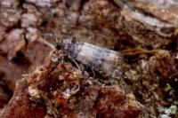 Piniphila bifasciana
