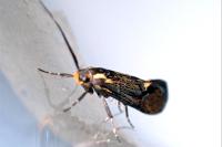 Esperia sulphurella