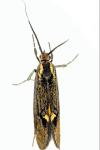 Esperia sulphurella