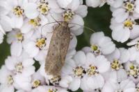 Bryotropha