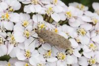 Bryotropha