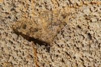 Alucita hexadactyla
