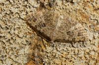Alucita hexadactyla