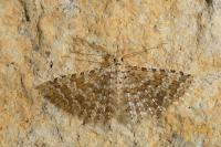 Alucita cancellata