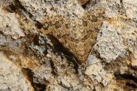 Alucita huebneri/cymatodactyla