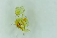 Aproaerema patruella