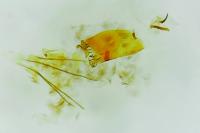 Mompha subbistrigella