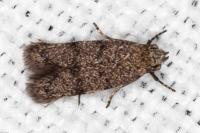 Symmoca orphnella