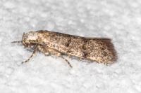 Symmoca orphnella