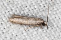Symmocoides oxybiella