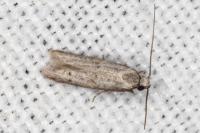Symmocoides oxybiella