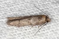 Blastobasis phycidella