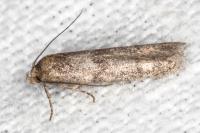 Blastobasis phycidella