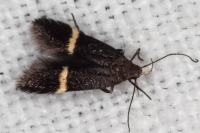 Aproaerema cinctella