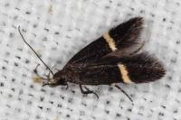 Aproaerema cinctella