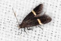 Aproaerema cinctella