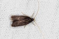 Homaloxestis briantiella