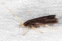 Homaloxestis briantiella