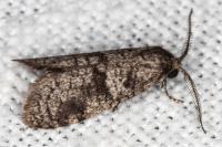Penestoglossa dardoinella
