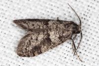 Penestoglossa dardoinella