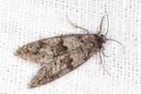 Penestoglossa dardoinella
