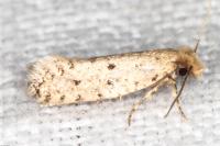 Ateliotum petrinella
