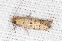 Ateliotum petrinella