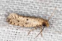 Ateliotum petrinella
