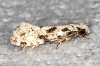 Nemapogon nevadellus