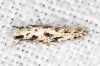 Nemapogon nevadellus