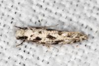 Nemapogon nevadellus