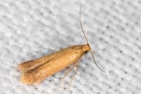 Tischeria