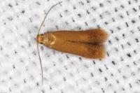 Tischeria