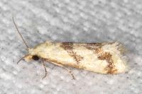 Aethes bilbaensis