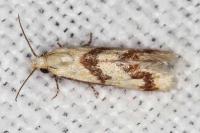 Aethes bilbaensis