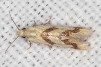 Aethes bilbaensis