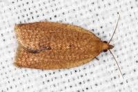 Clepsis consimilana