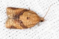 Clepsis consimilana