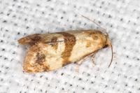Phalonidia contractana