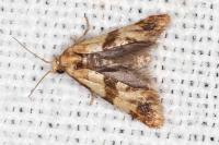 Phalonidia contractana