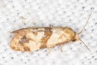 Phalonidia contractana