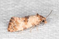Neocochylis molliculana