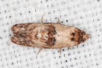 Neocochylis molliculana