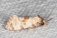 Neocochylis molliculana