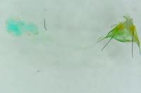 Aristotelia billii