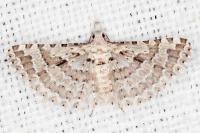 Alucita palodactyla