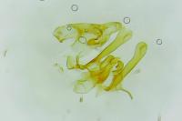 Aristotelia billii