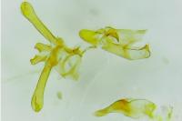 Aristotelia billii
