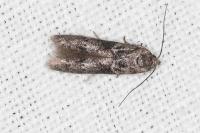 Blastobasis glandulella