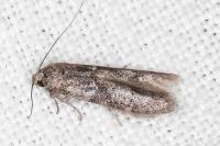 Blastobasis glandulella